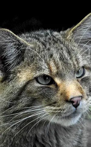SERACH Katze d Kaya