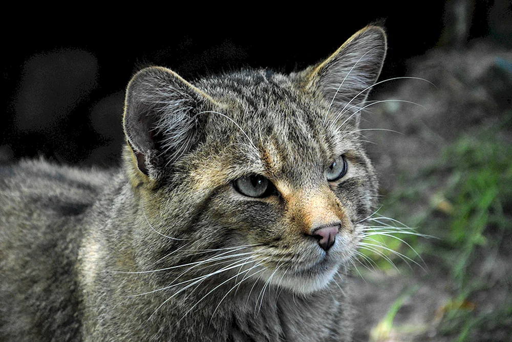 SERACH Katze d Kaya