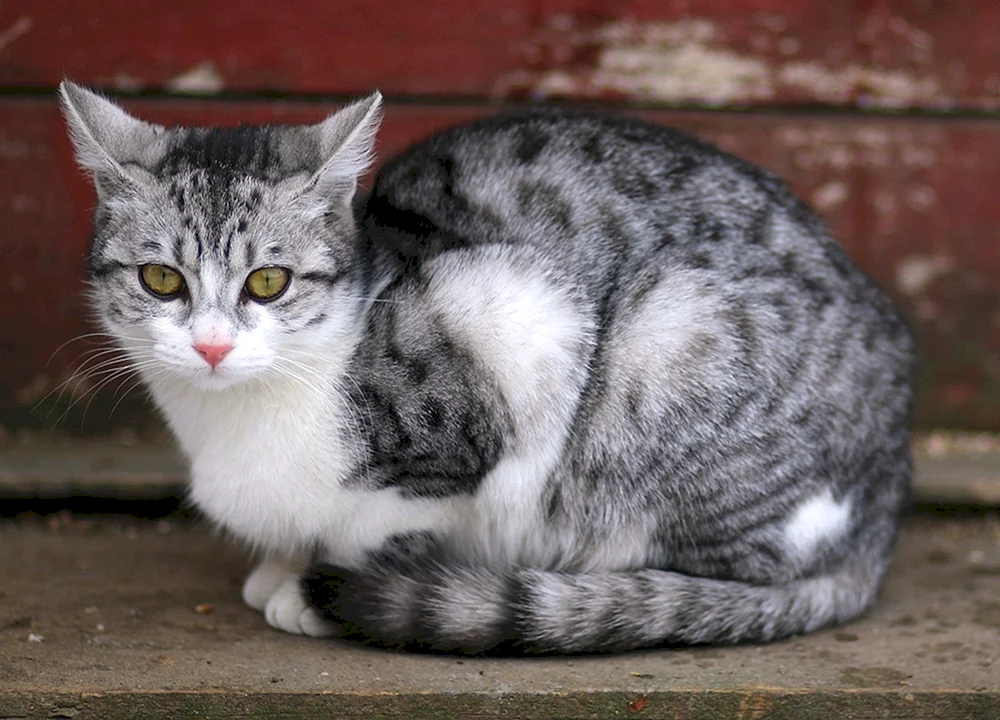 Grauweiße Katze