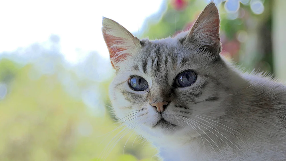 Grauweißer Katze