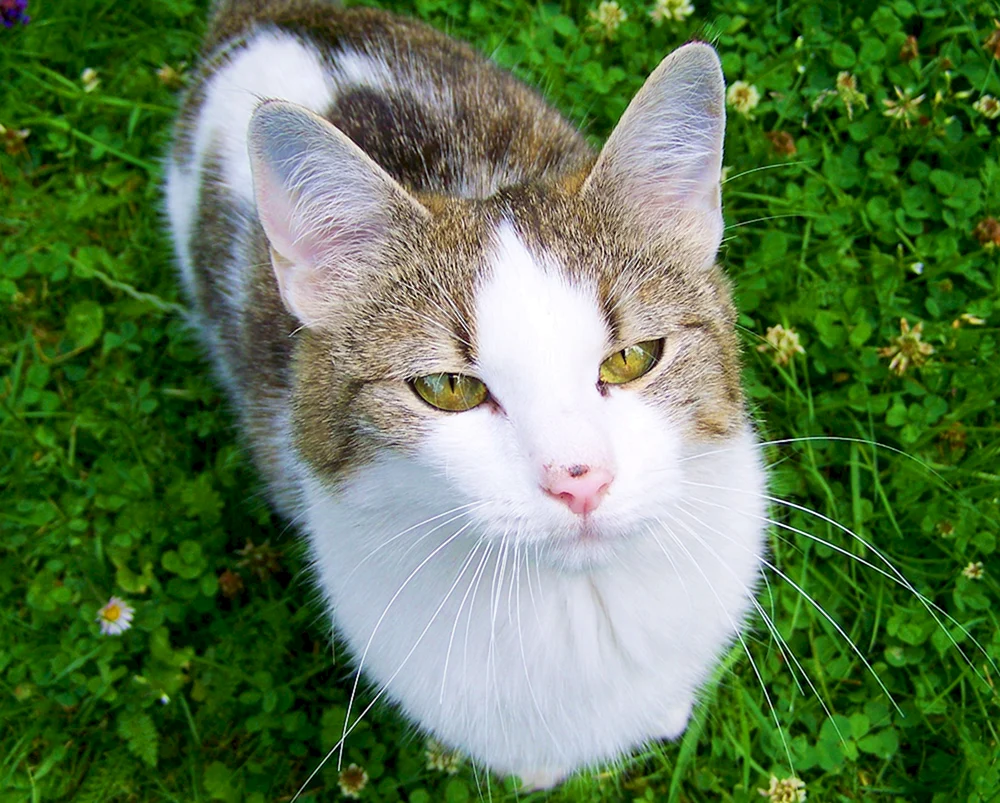 Grau-weiß Katze