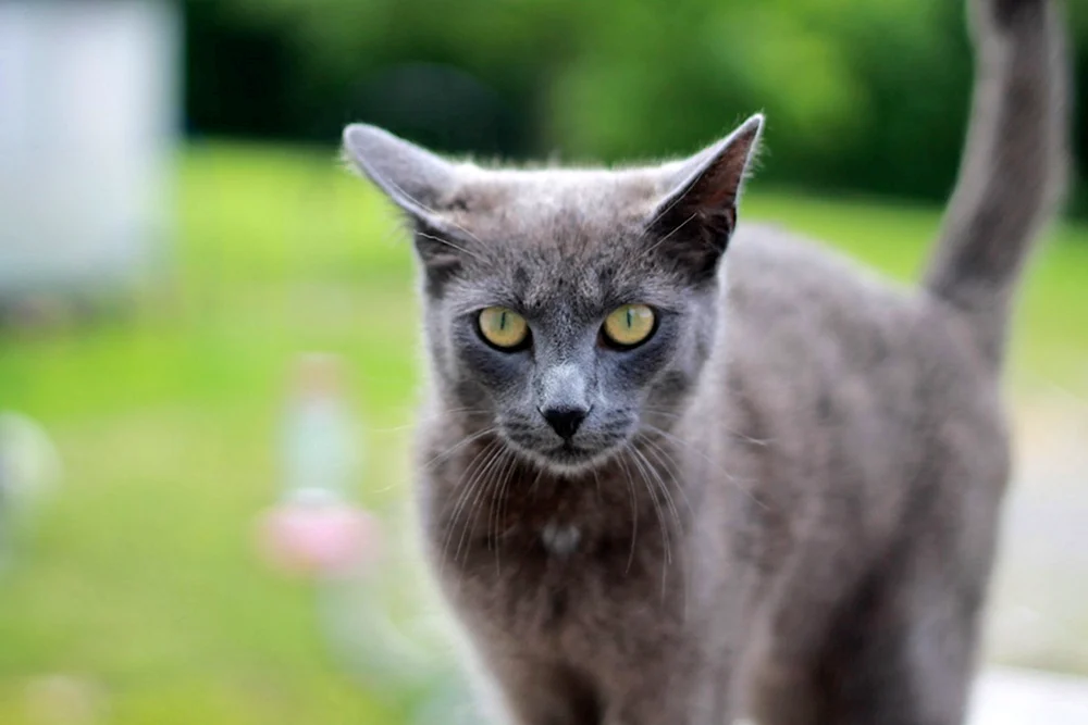 Korat chartreuse Katze Kartesische Katze