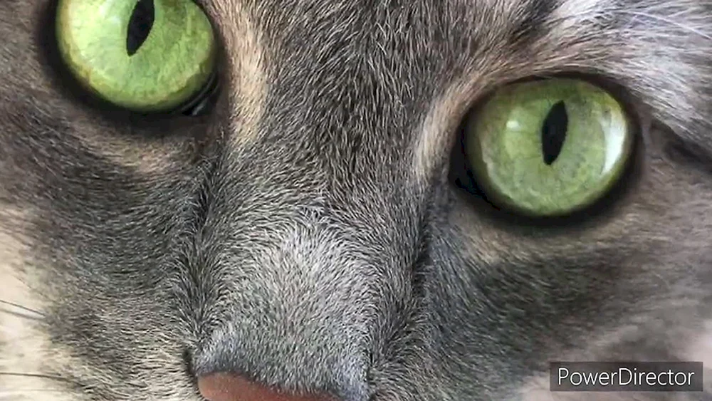 Graue Katze mit grünen Augen