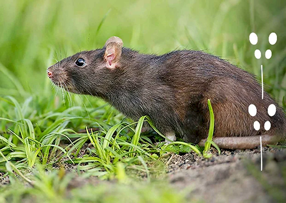 Graue Pasiuk-Ratte
