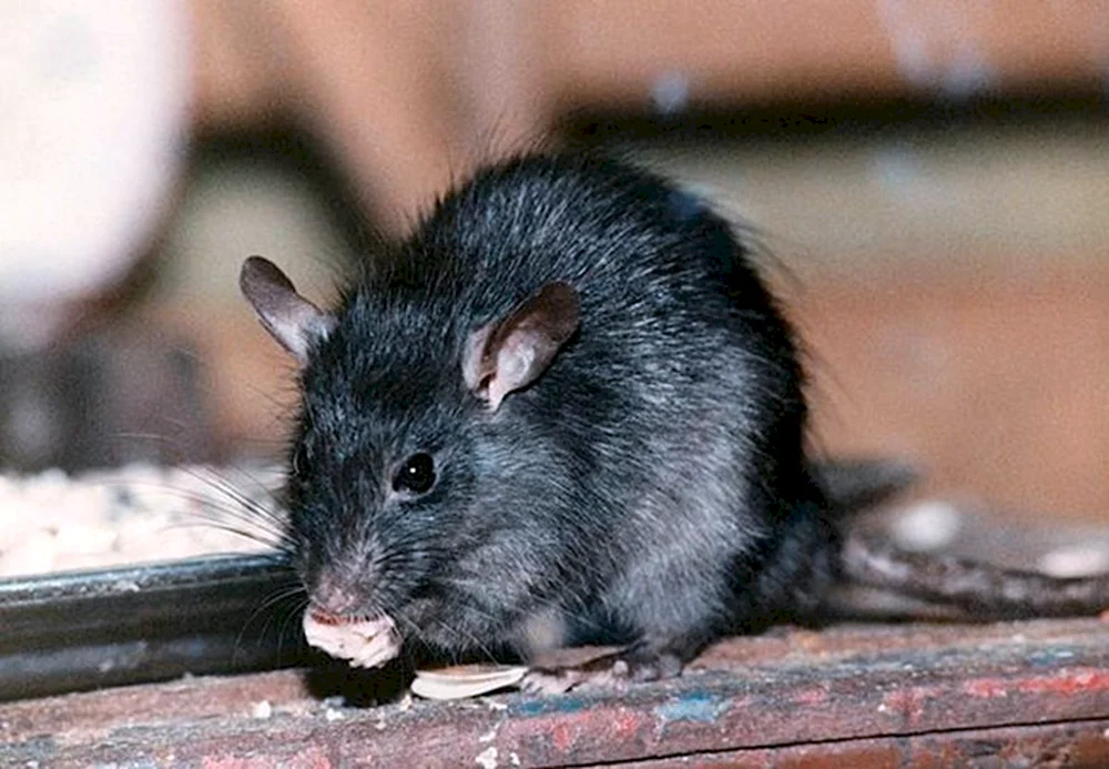 Dumbo-Ratte schwarz