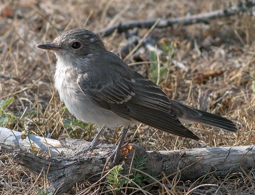 Grauer Fliegenfänger Muscicapa striata