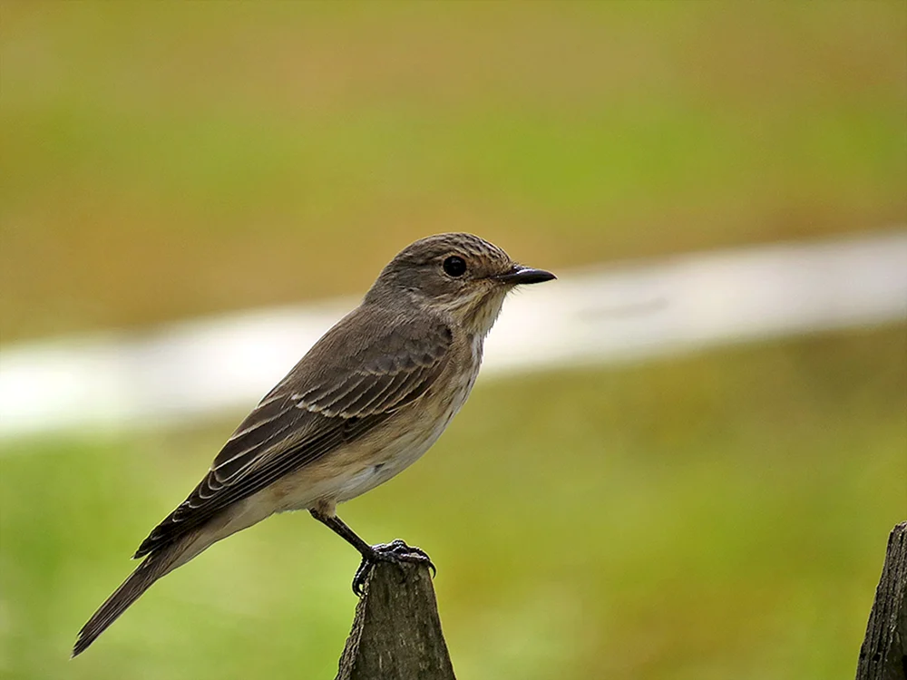 Grauer Fliegenfänger Muscicapa striata