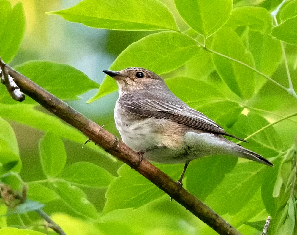 Grauschwanzschnäpper Muscicapa striata