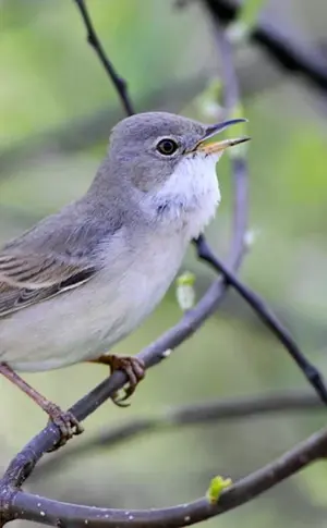 Grauer Fliegenschnäpper