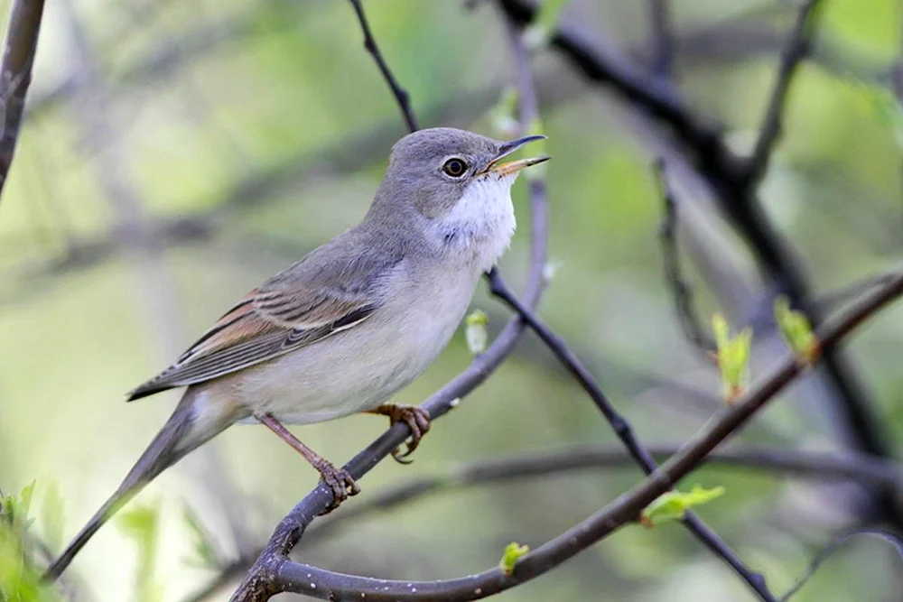 Grauer Fliegenschnäpper