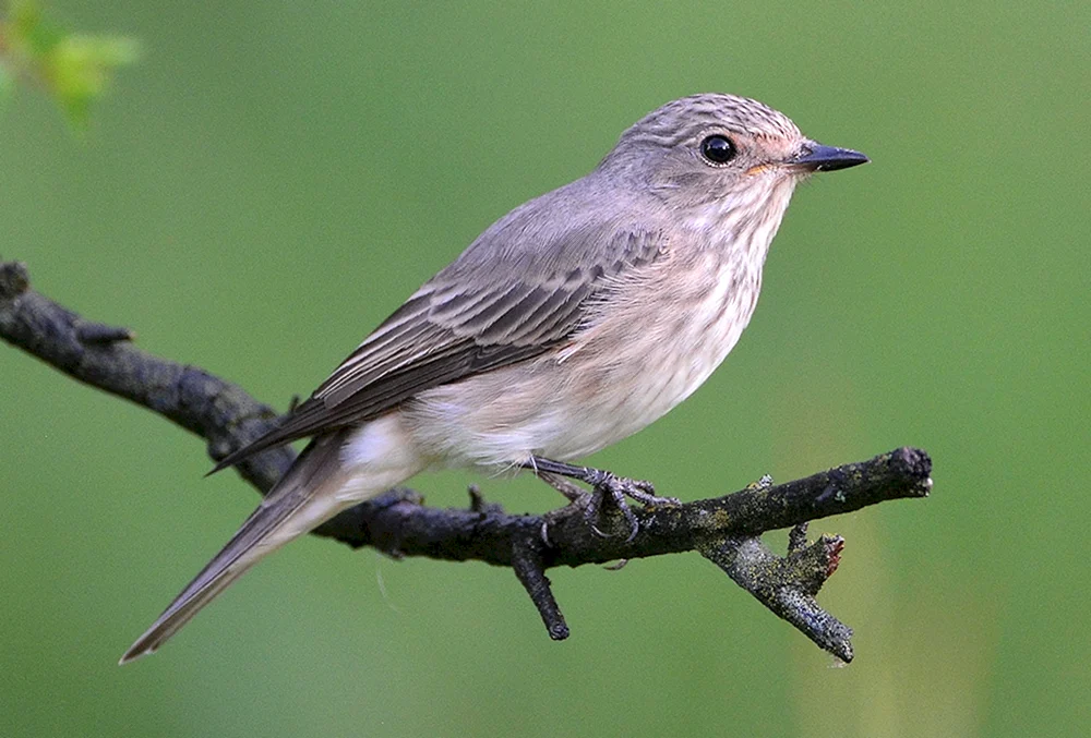 Grauer Fliegenschnäpper