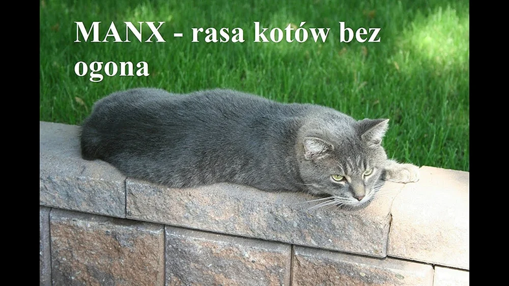Sibirische Katze Rot Kurzhaar