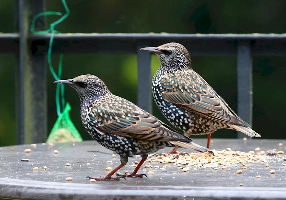 Grauer Vogel Star