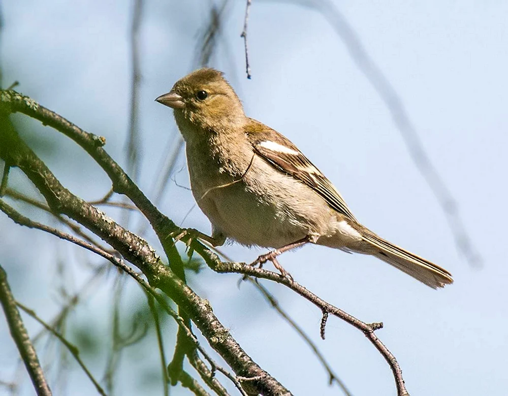 Bombycilla garrulus. Remez Emberiza Rustica