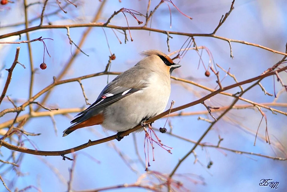 Grauer Haubenvogel in der Moskauer Region