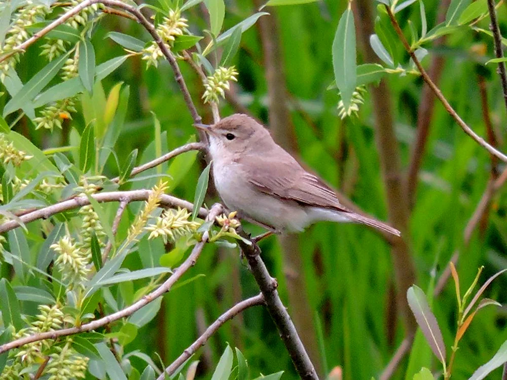 Vögel Eichelhäher in Udmurtien Gartenrohrsänger Udmurtien