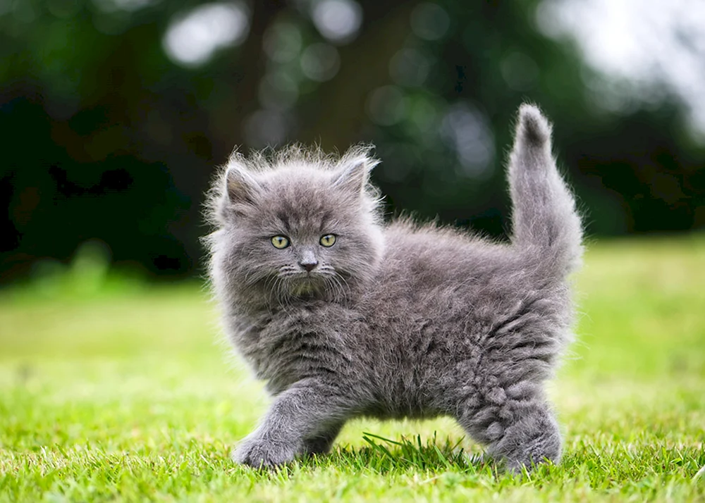 Britische Langhaarkatze rot