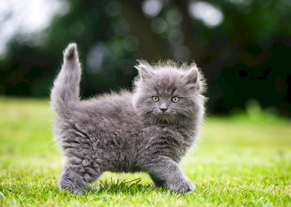 Sibirische Glatthaar-Katze