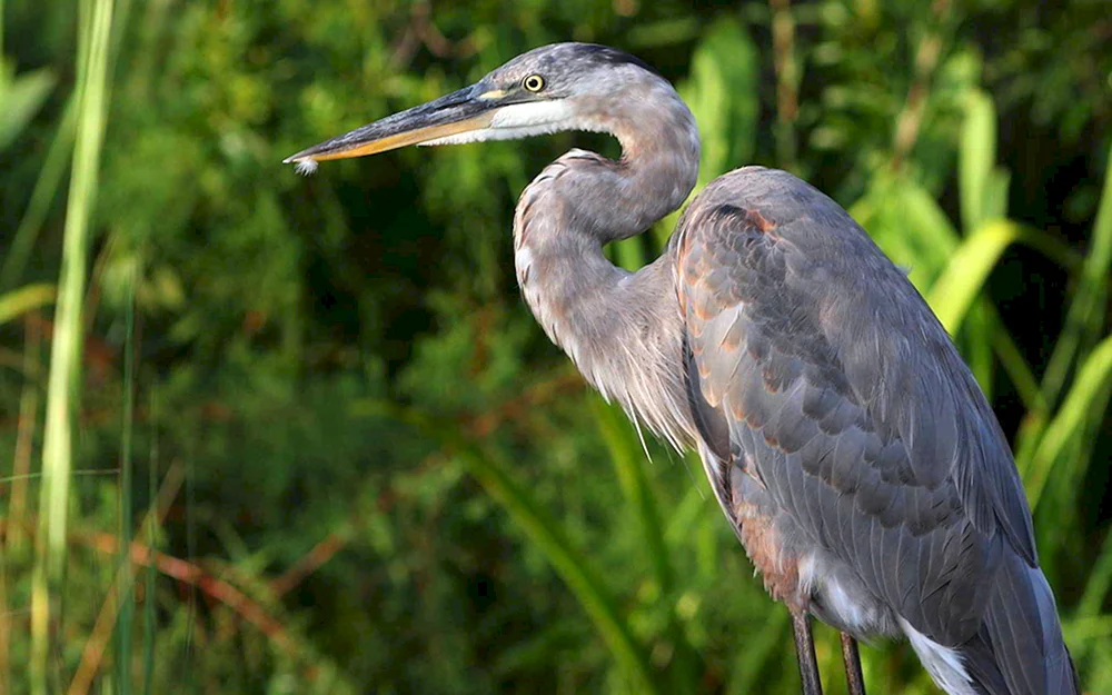 Kapuzenreiher Reiher