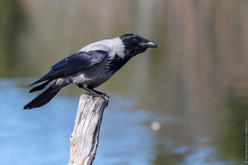Ich weiß nichts über Vögel