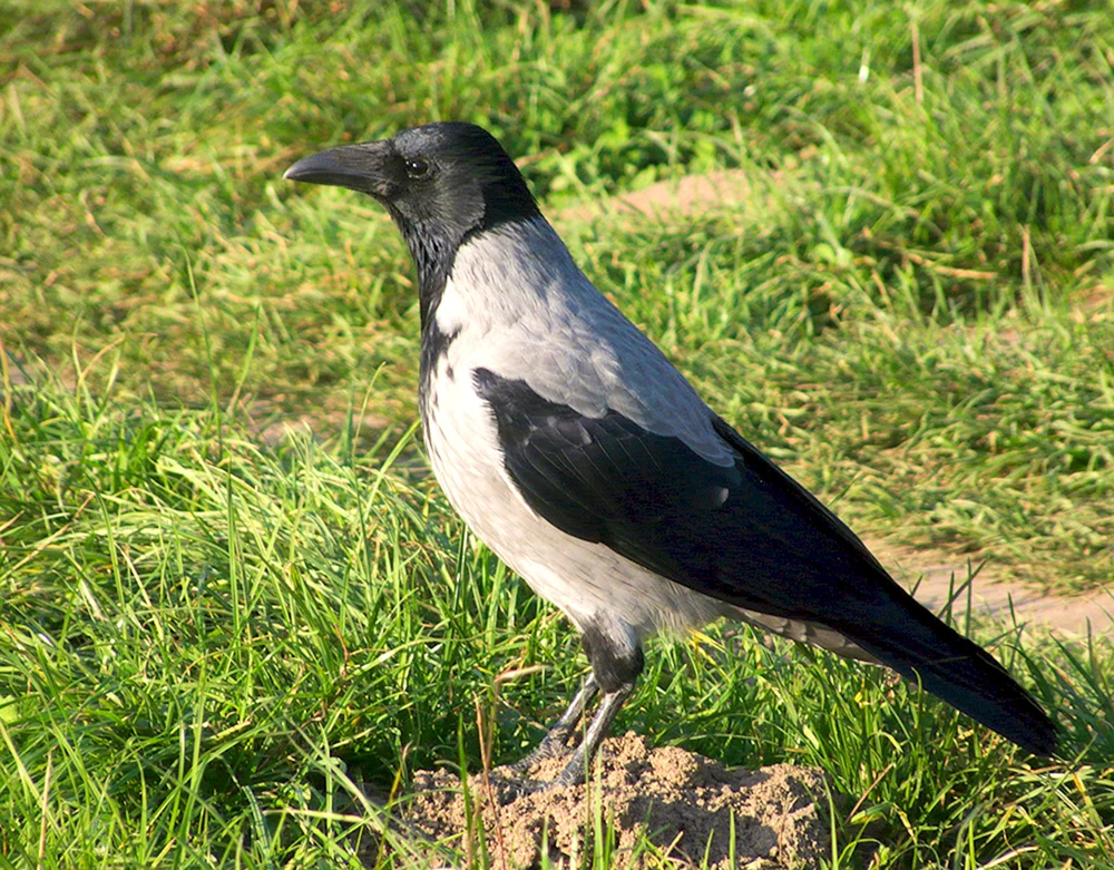 Zaunkönig
