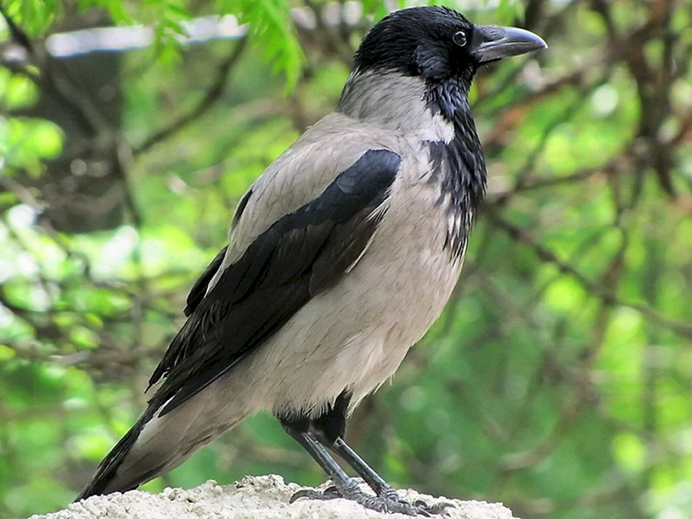 Grauer Krähenvogel