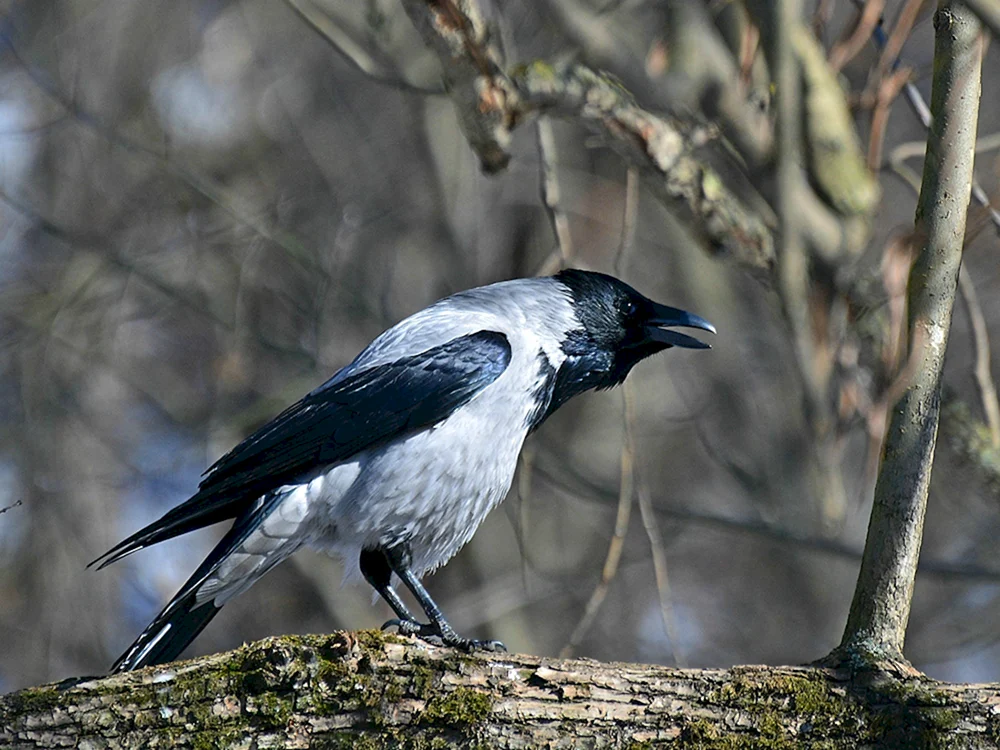Graue Krähe und Elster Vogel