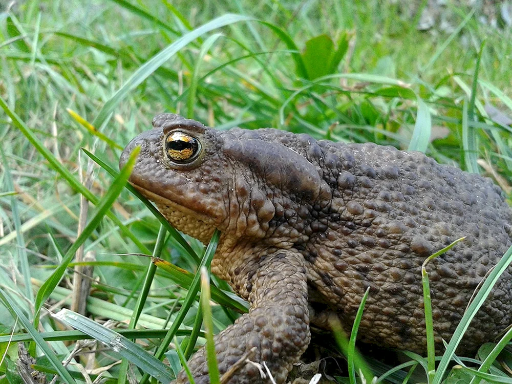 Graukröte Bufo Bufo