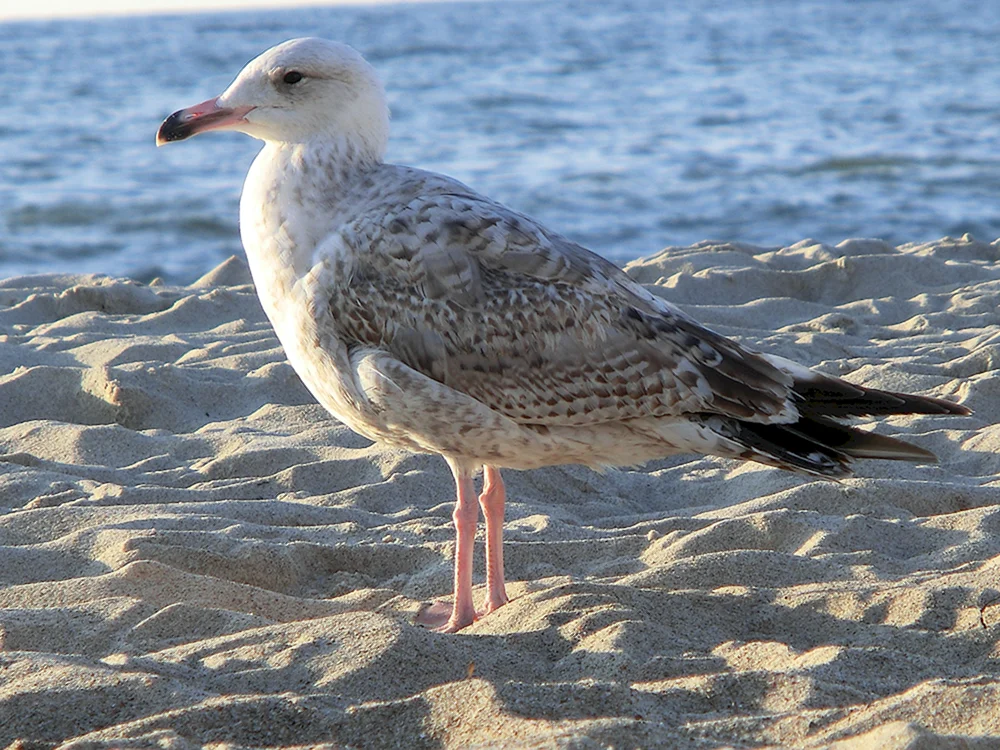 Schwarzer Kormoran