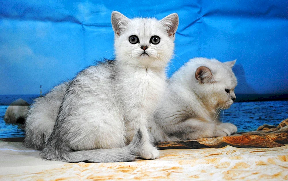 Silberchinchilla Katze Katze