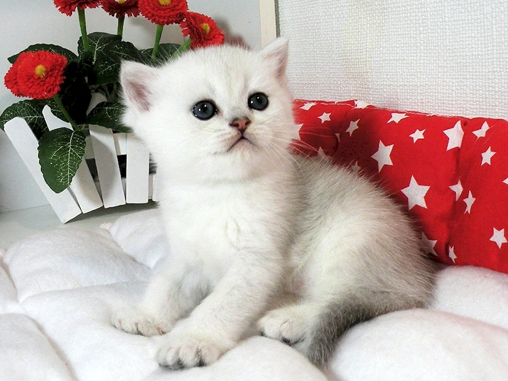 Silberchinchillakatze