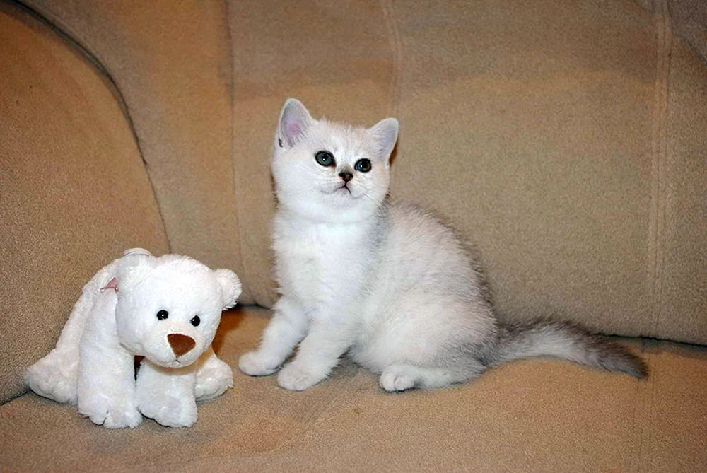Britisches Silberchinchilla Katze