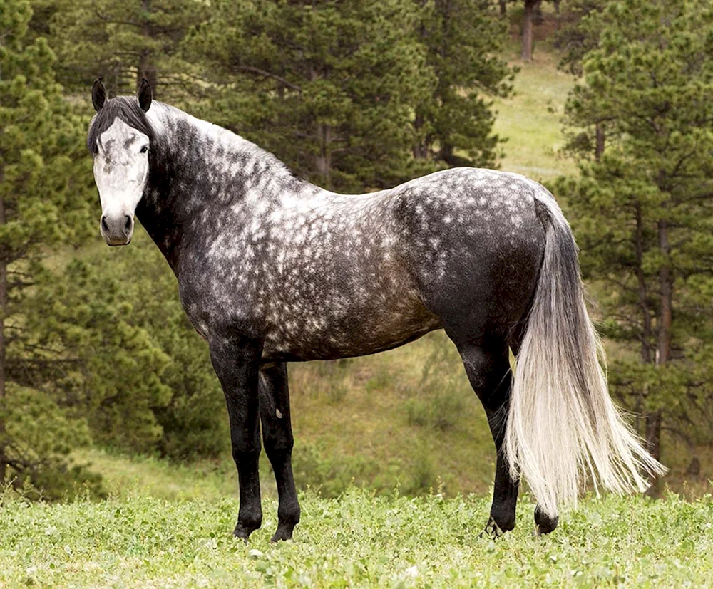 Silver Raven Sabino