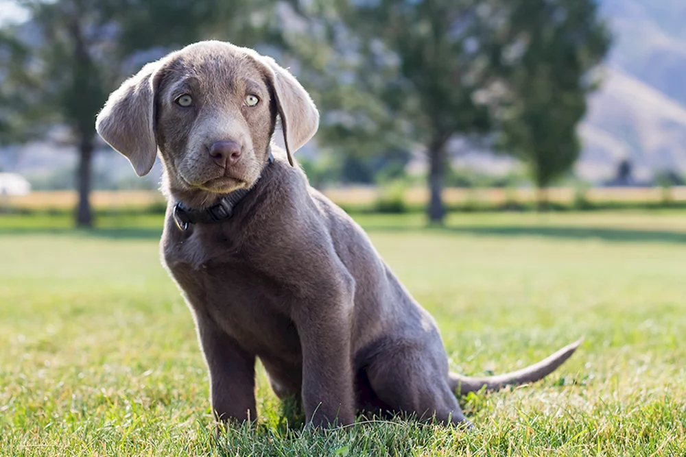 Silver Retriever