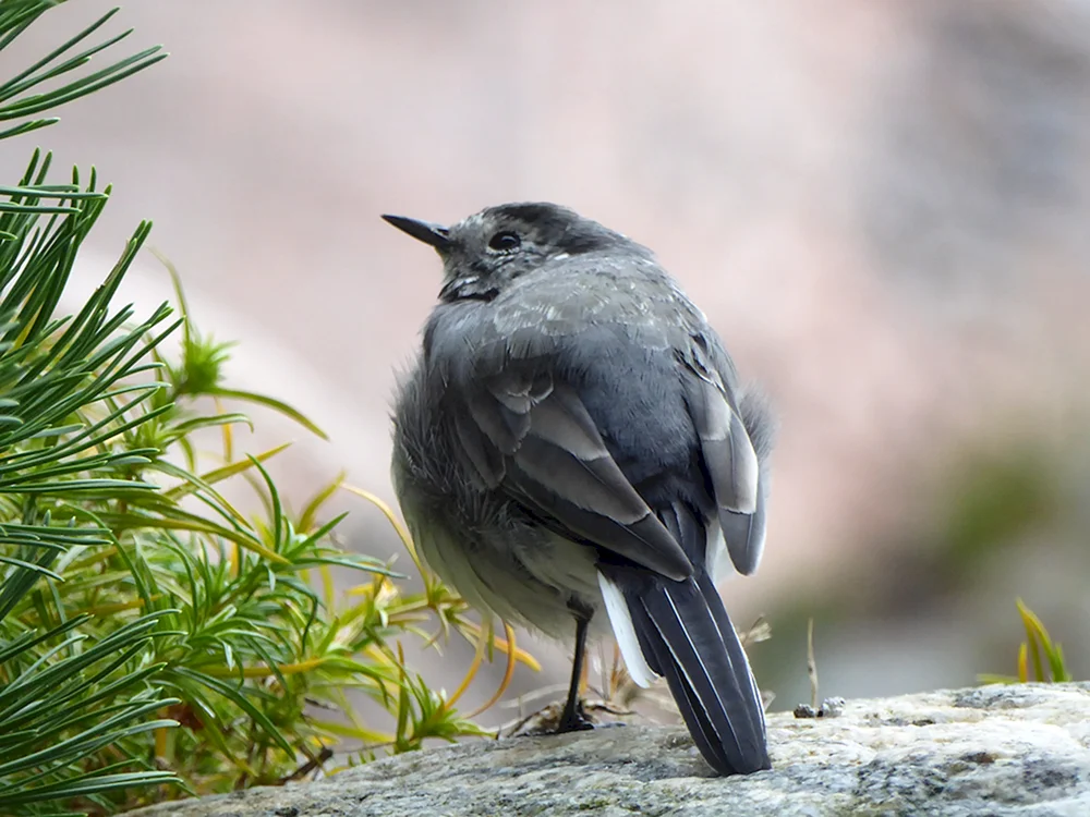 Silverwinged Bluethroat