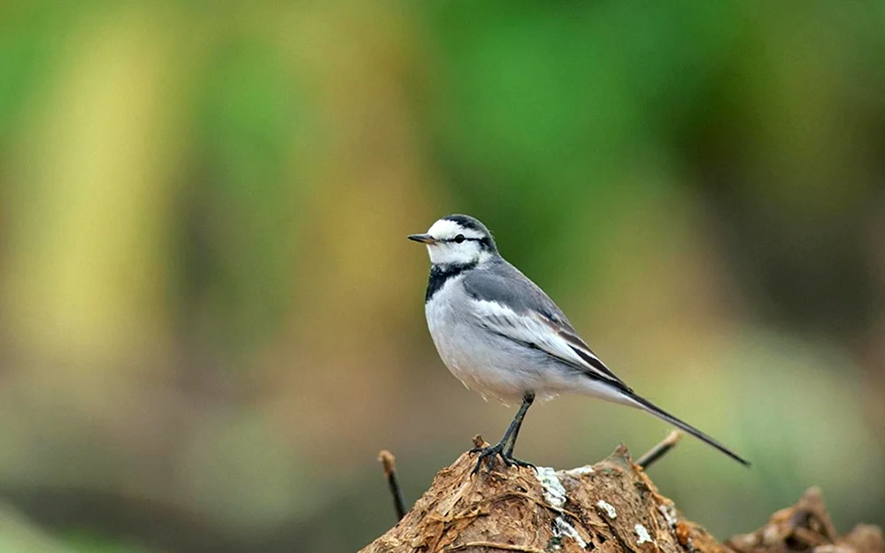 Grauer Katzenvogel