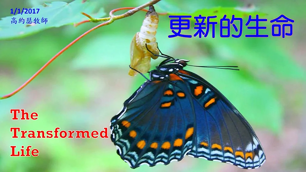 Danaida Monarch Puppe
