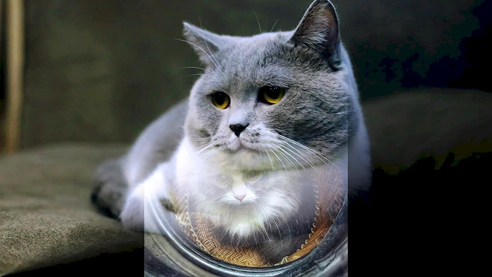 Siebener weißer Kater