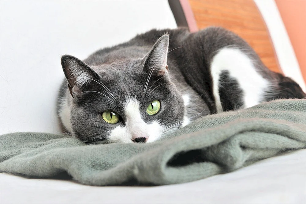Siebener weißer Kater