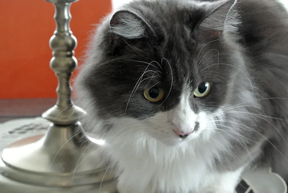 Schwefelweißer Katze