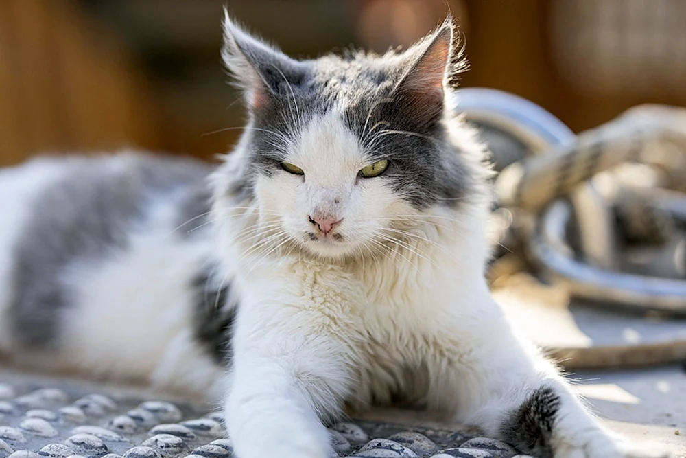 Schwefelweißer Katze
