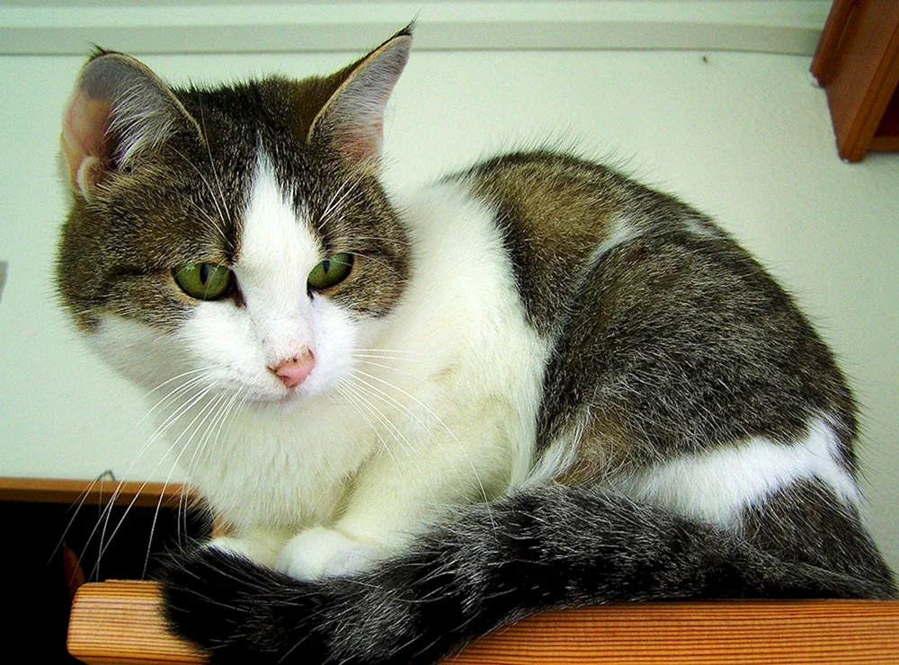 Siebener weißer Kater