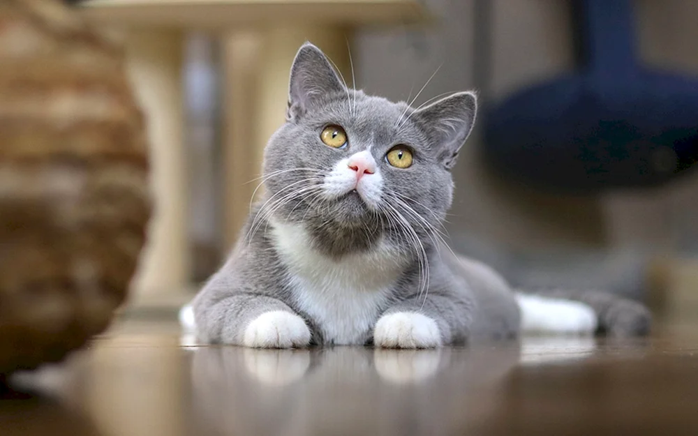 Sero weißer Katze