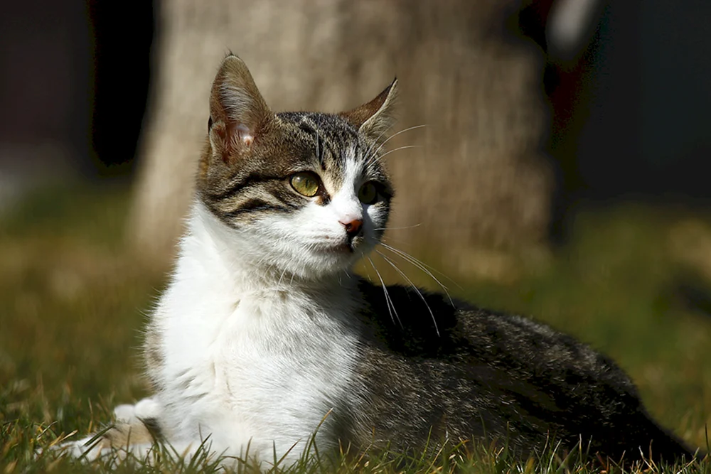Schwefelweißer Katze