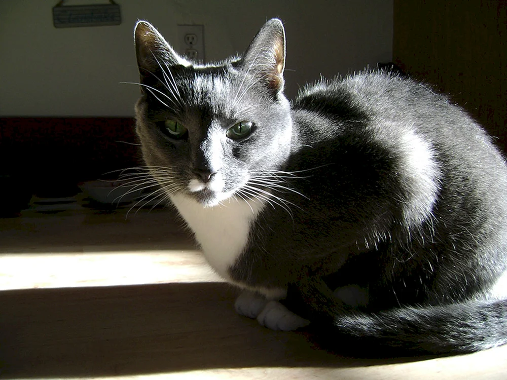 Grau-weiß Katze