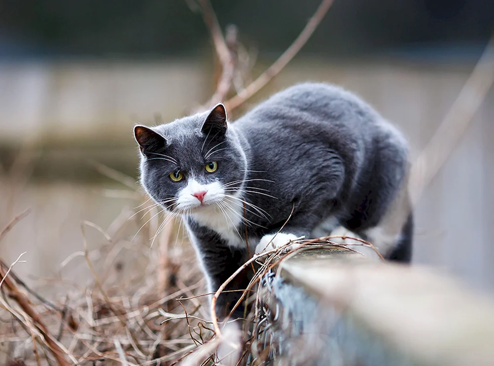Europäisch Kurzhaar Katze