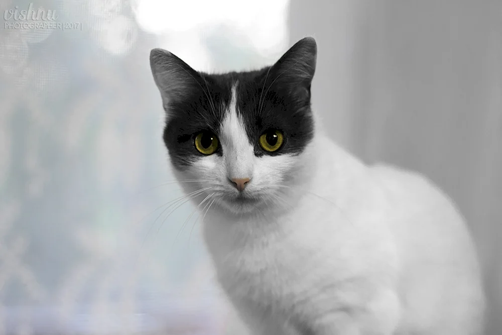Grauweiße Katze Mischlingskatze