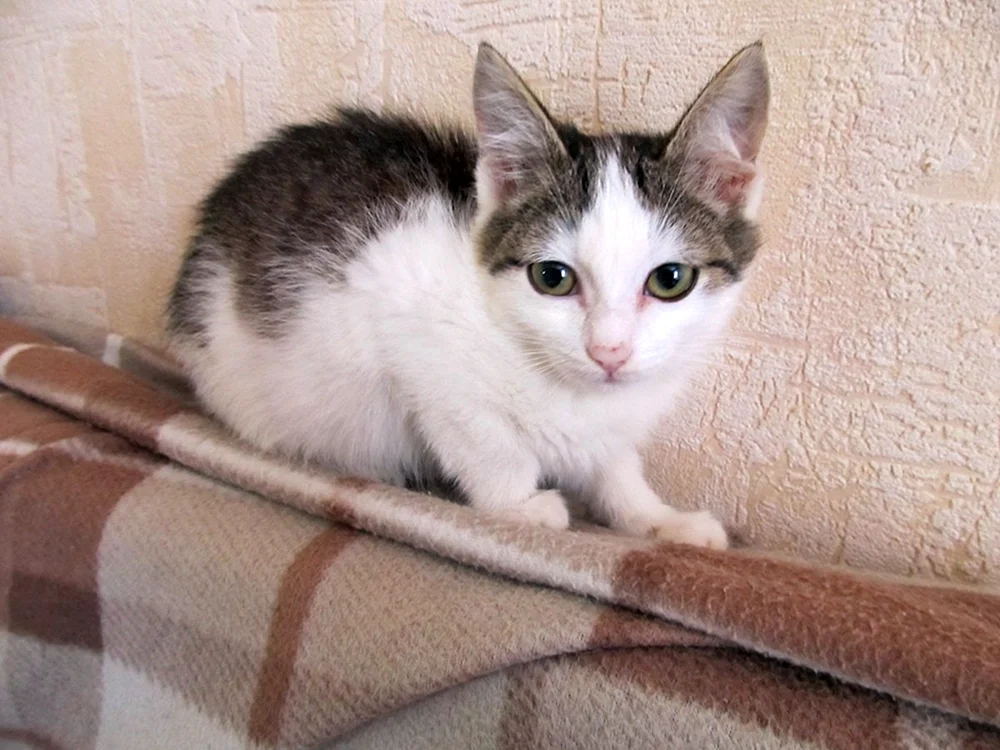 Siebener weißer Kater mit Tupfen