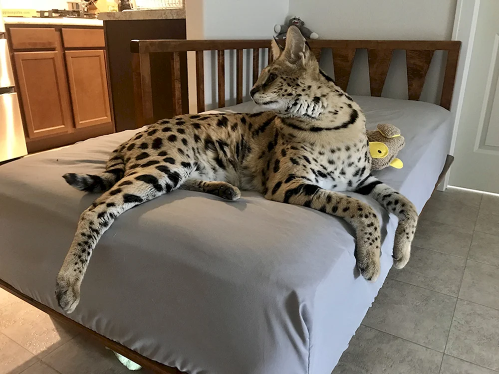 Serval Asherah