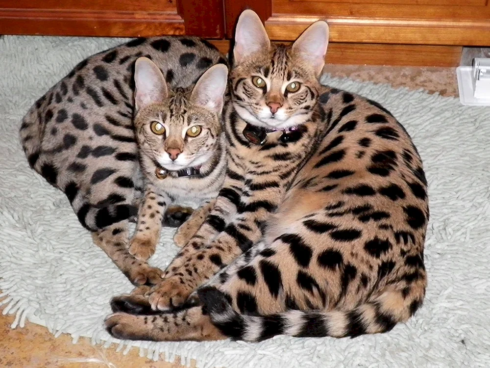 Serval Asherah Savannah